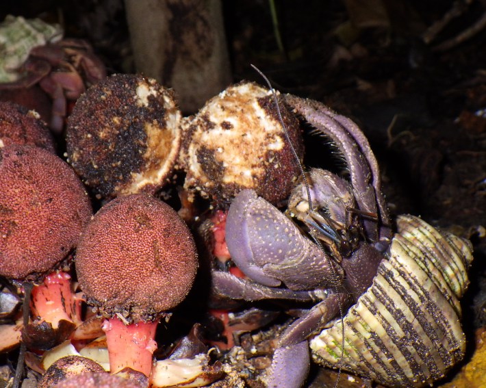 a hermit crab pollinating a weird parasitic plant