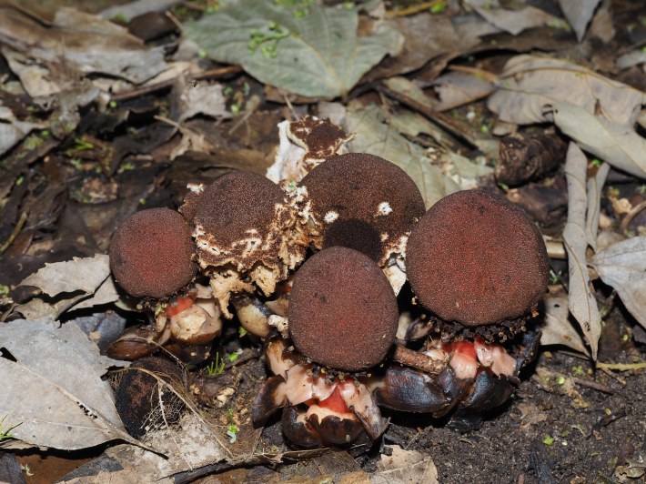 a weird parasitic plant that looks like mushrooms