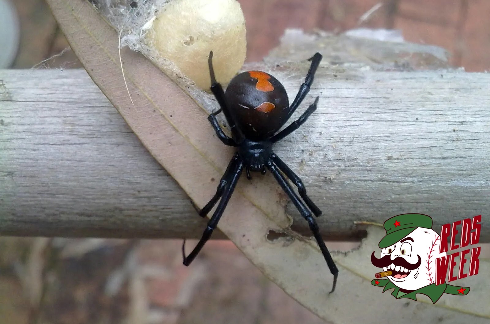 Redback spider - Latrodectus hasselti on a branch