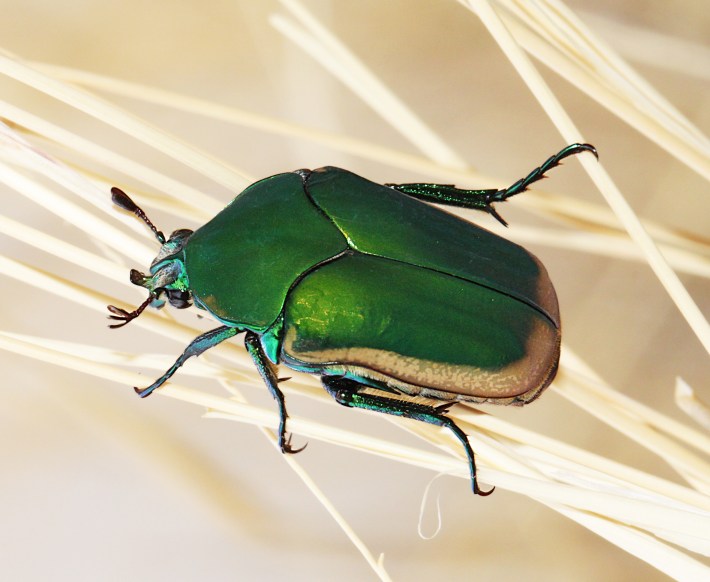 a green figeater beetle perched on some reeds