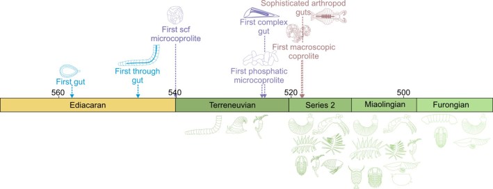 a timeline tracking the development of the gut and coprolites in the Cambrian