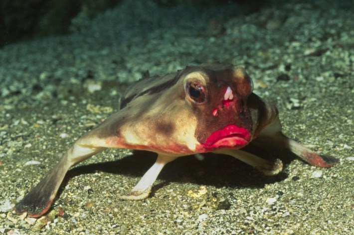 Red-Lipped Batfish (Ogcocephalus darwini) Galapagos Islands, Ecuador