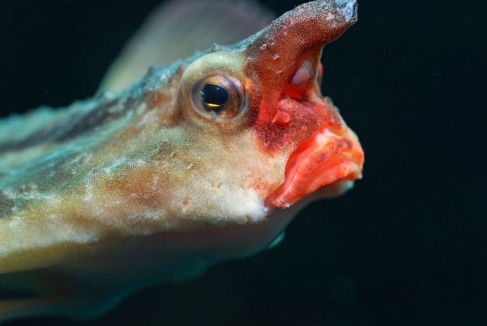 Red-lipped batfish (Ogcocephalus Darwini), close-up, Galapagos Islands, Ecuador