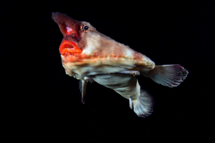 Red-lipped batfish swimming