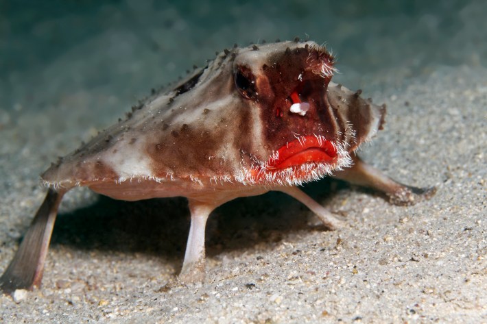 Red-lipped batfish or Galapagos batfish, (Ogcocephalus darwini), Cocos Island, Costa Rica