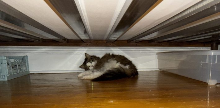 melon, a white and brown fluffy cat, is curled up under a bed on the hardwood floor