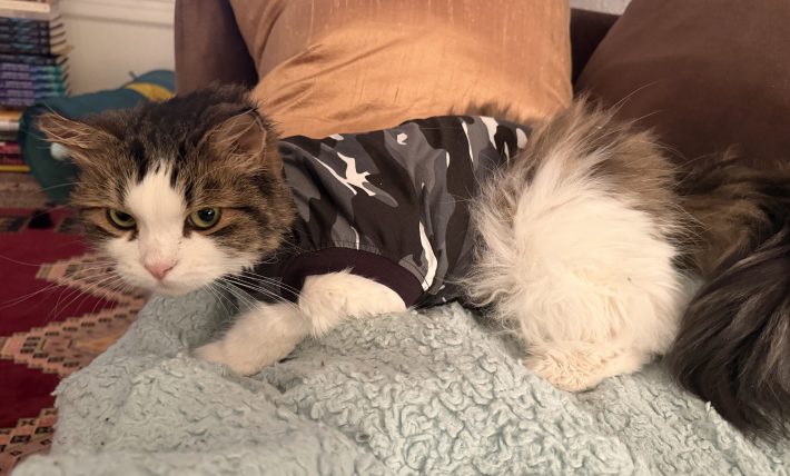 a scowling brown and white cat wearing a gray camouflage recovery suit