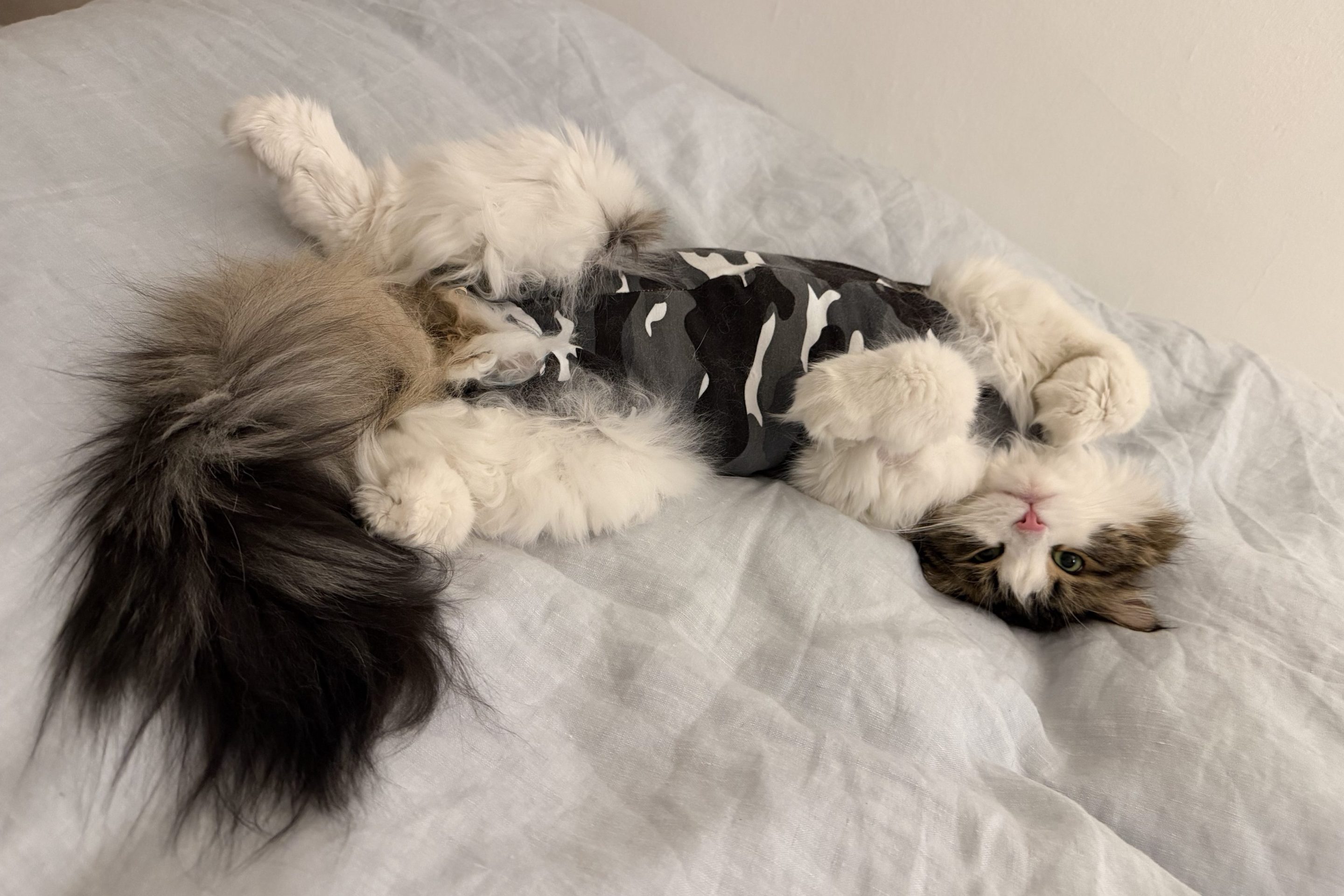 a fluffy white and brown cat in a gray camouflage recovery suit