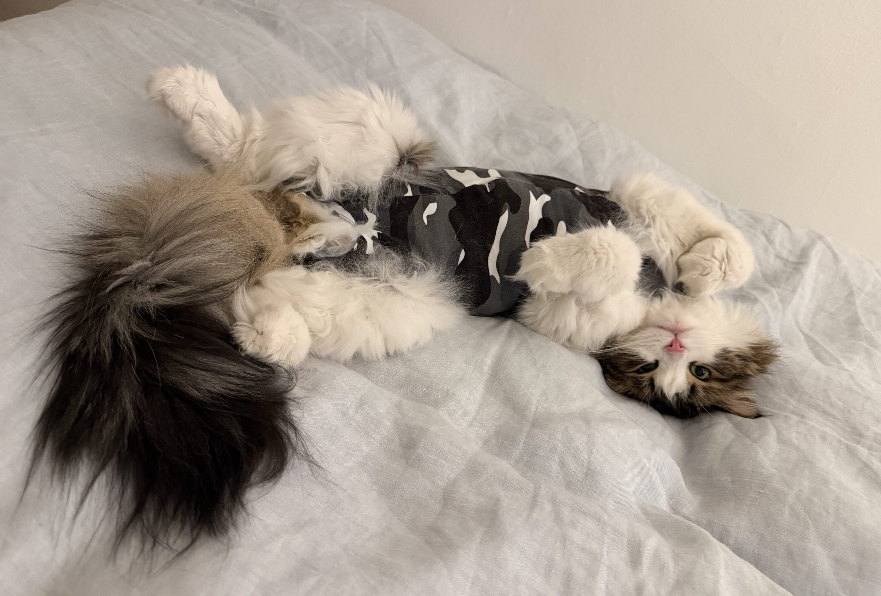 a fluffy white and brown cat in a gray camouflage recovery suit