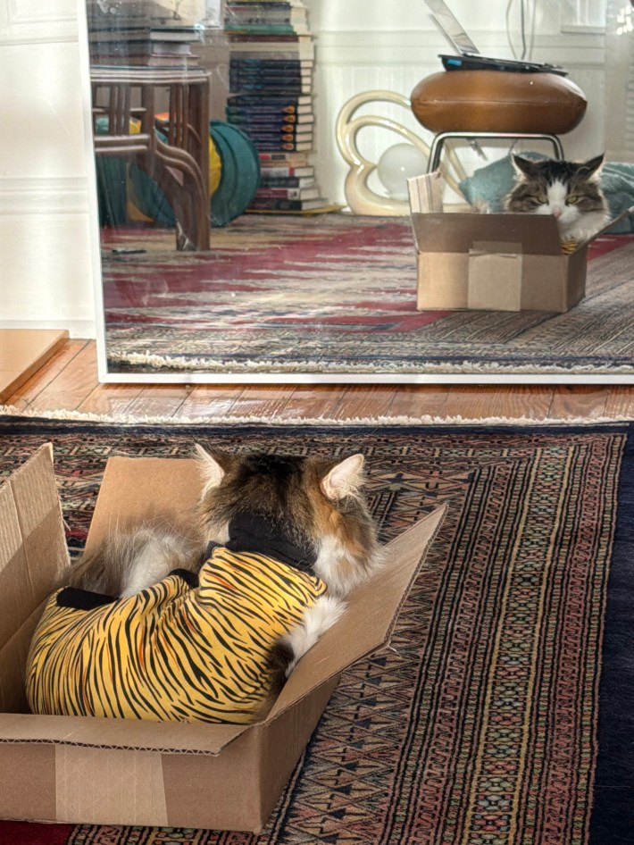 a brown and white cat sitting in a box looking at her reflection