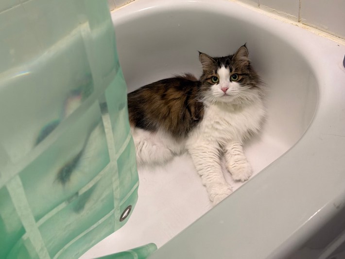 a brown and white cat sits in a bathtub staring