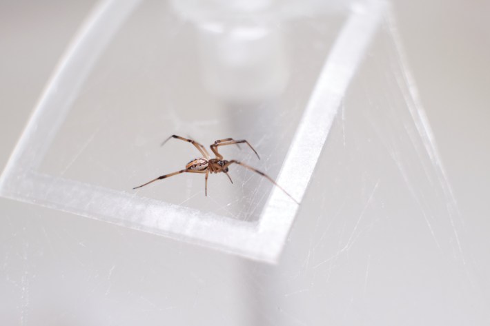a hybrid between an australian redback spider and a katipo spider