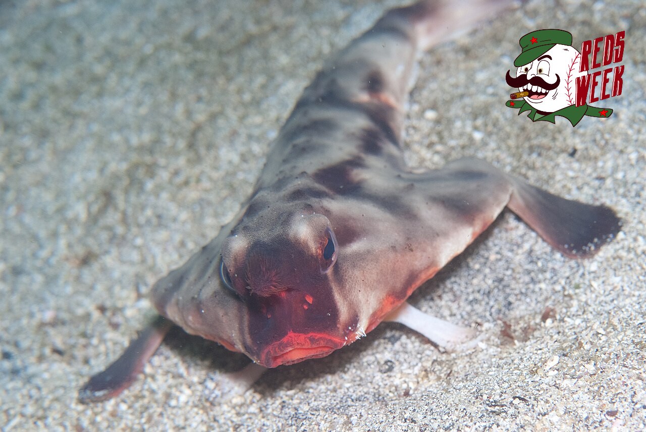 a strange-looking fish called the red-lipped batfish with the reds week logo