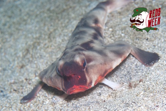 Why Does The Red-Lipped Batfish Look Like That?