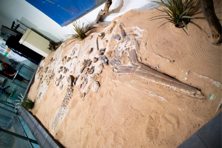 the ichthyosaur fossil at the museum