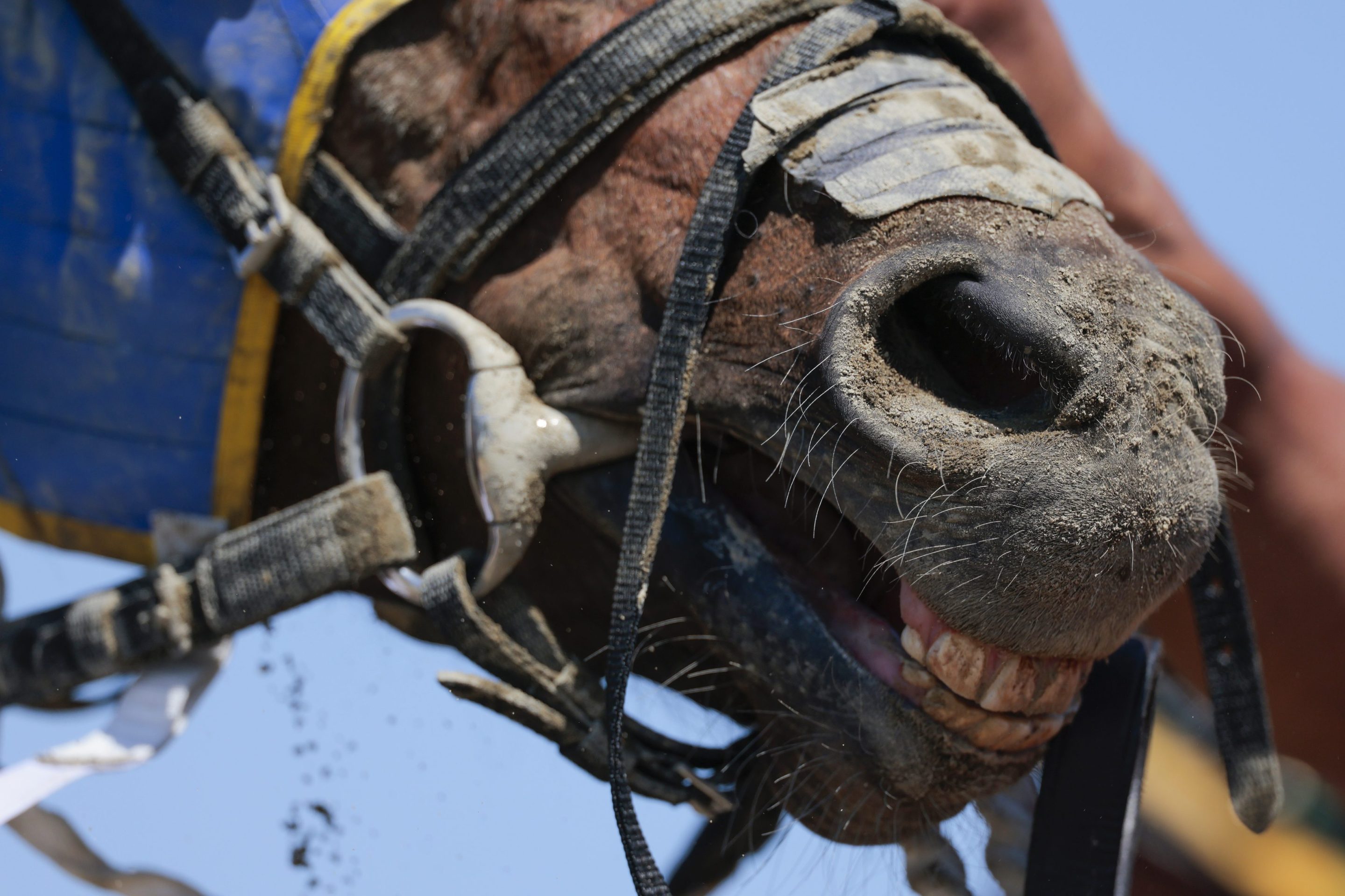 A horse is covered in dirt after an undercard race ahead of the 151st Preakness Stakes at Laurel Park on May 16, 2026 in Laurel, Maryland. For the first and only time, Laurel Park is hosting the Preakness Stakes which is the second race of the Triple Crown jewel due to the traditional home of the race of the Pimlico Race Course undergoing complete renovations.