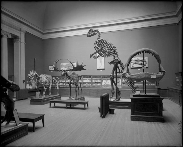 an old photo of the incorrect Hadrosaurus mount on display at the Field Museum