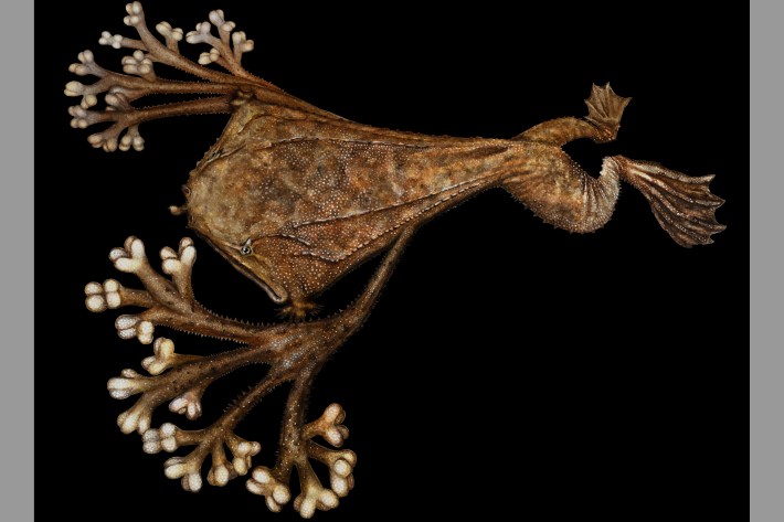 An illustration of a Surinam toad with its toes if they were proportioned according to the amount of space they take up in the frog’s tiny brain.