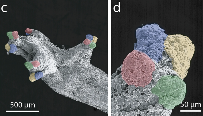 Scanning electron micrograph (SEM) of a single digit tip from an adult with pseudocolored lobes for clarity