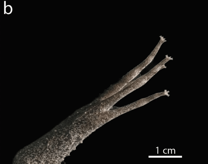 a photograph of the fingers of the surinam toad