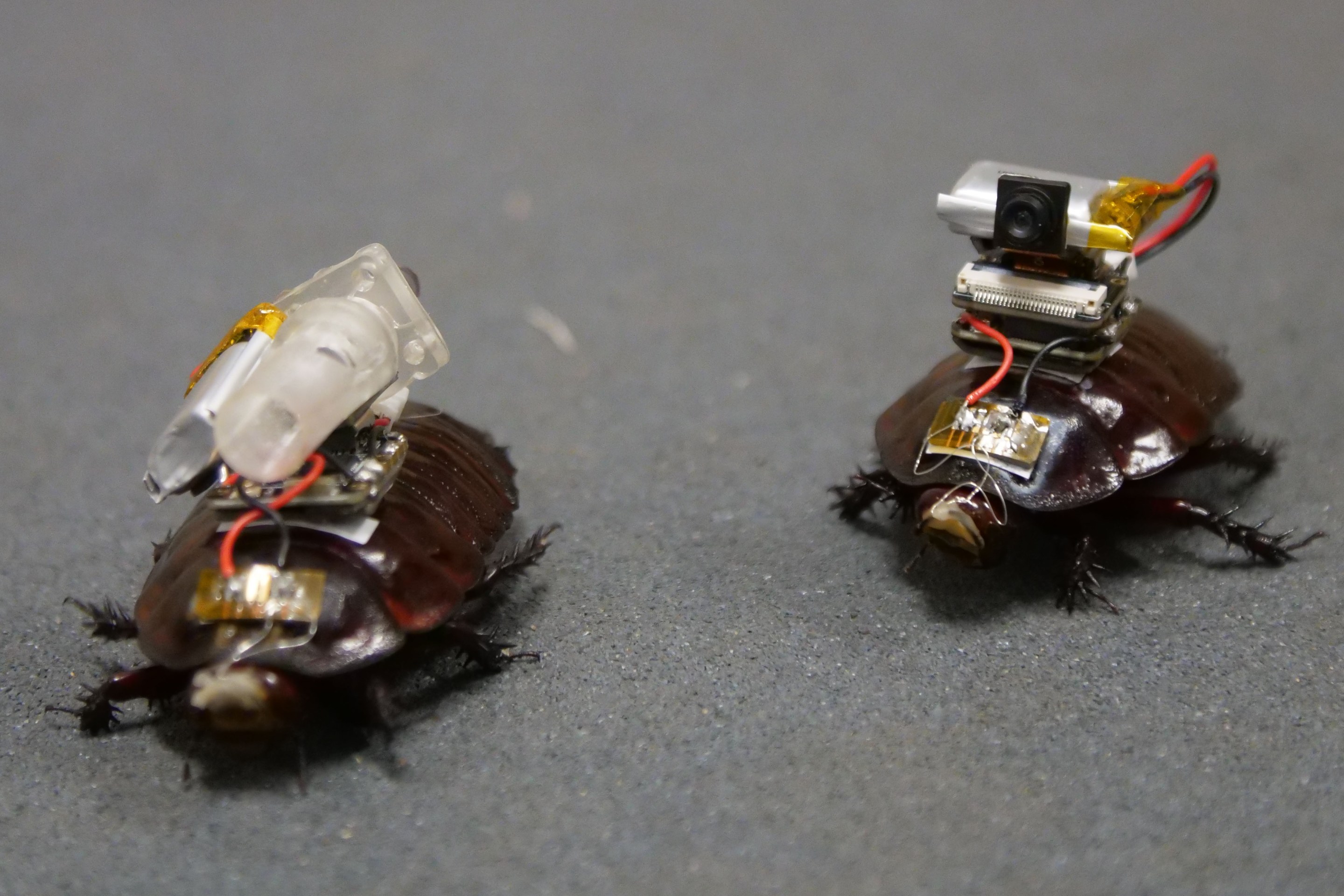 two cyborg cockroaches with little computer backpacks
