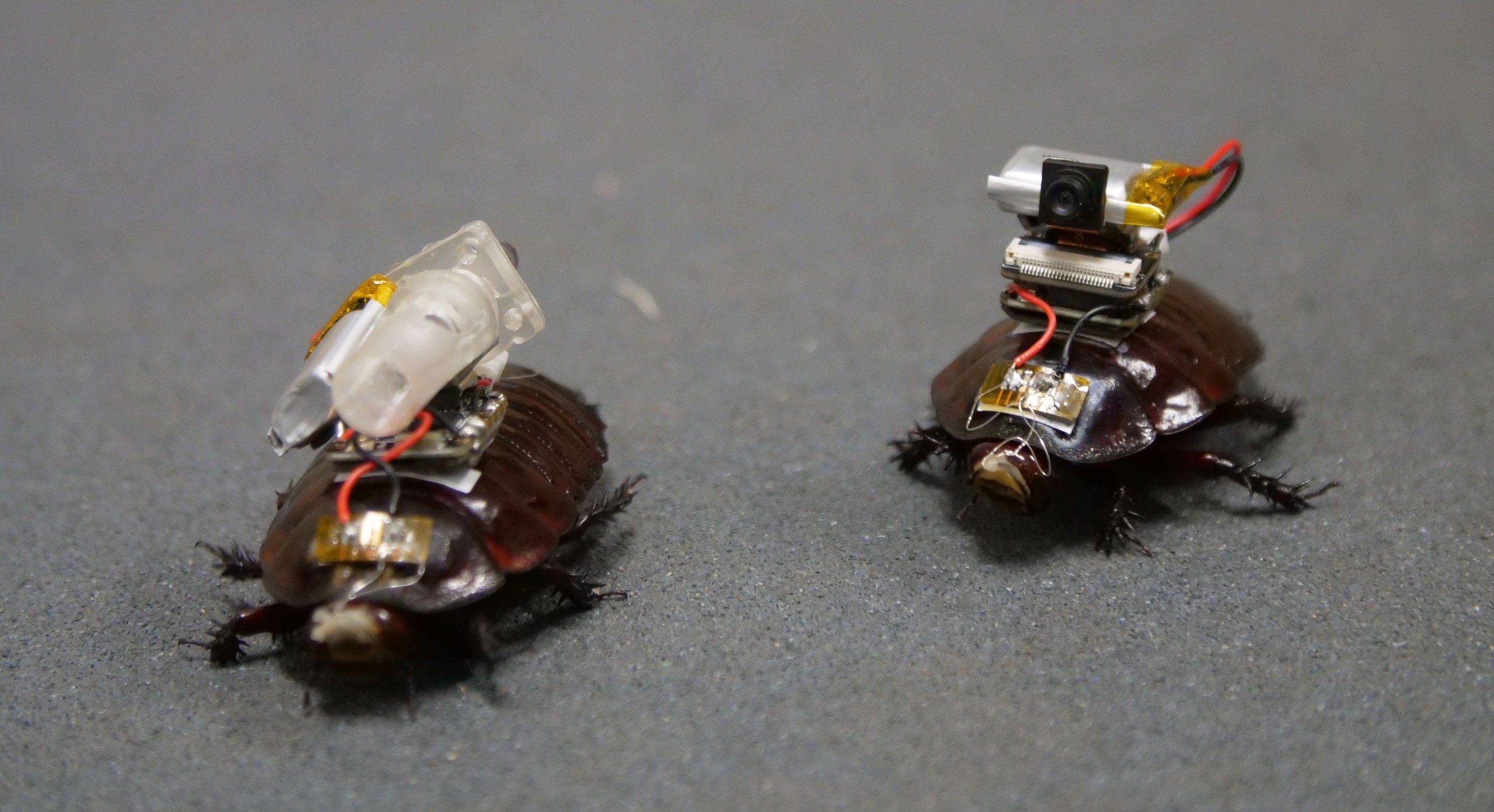 two cyborg cockroaches with little computer backpacks
