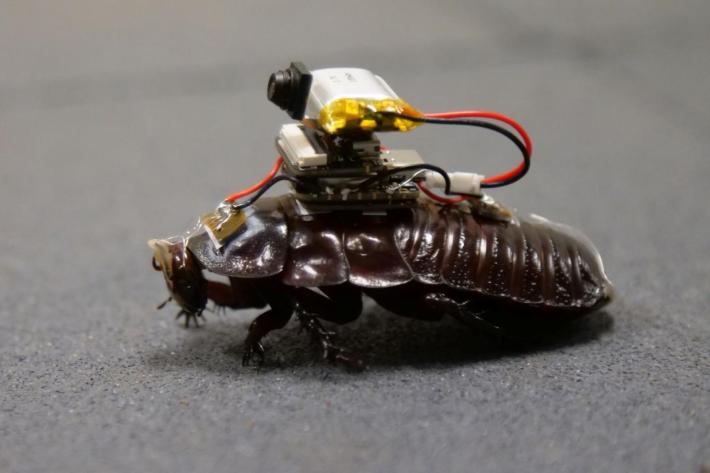 a close up of a giant cockroach with a little camera on its back