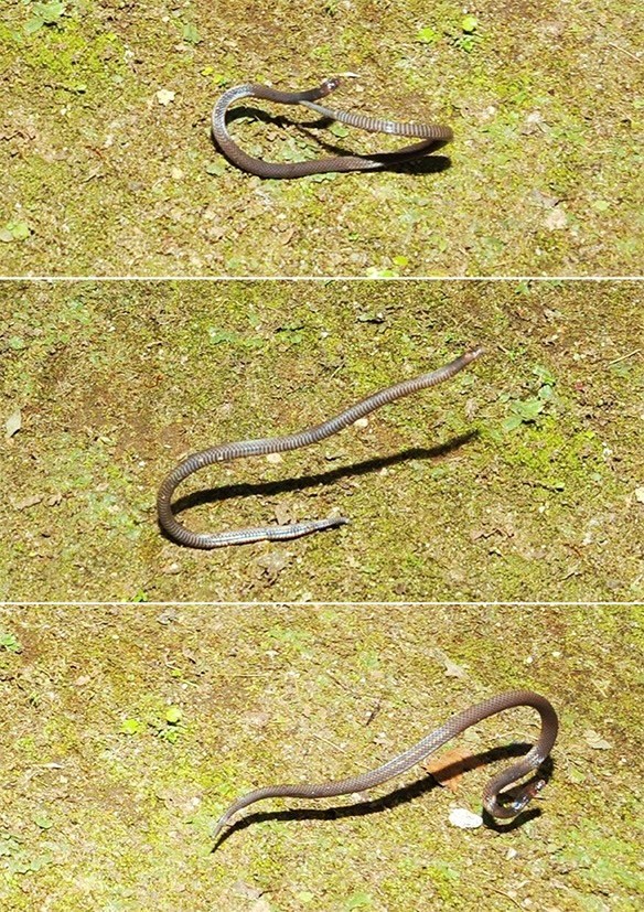 a collage of the dwarf reed snake rolling across grass