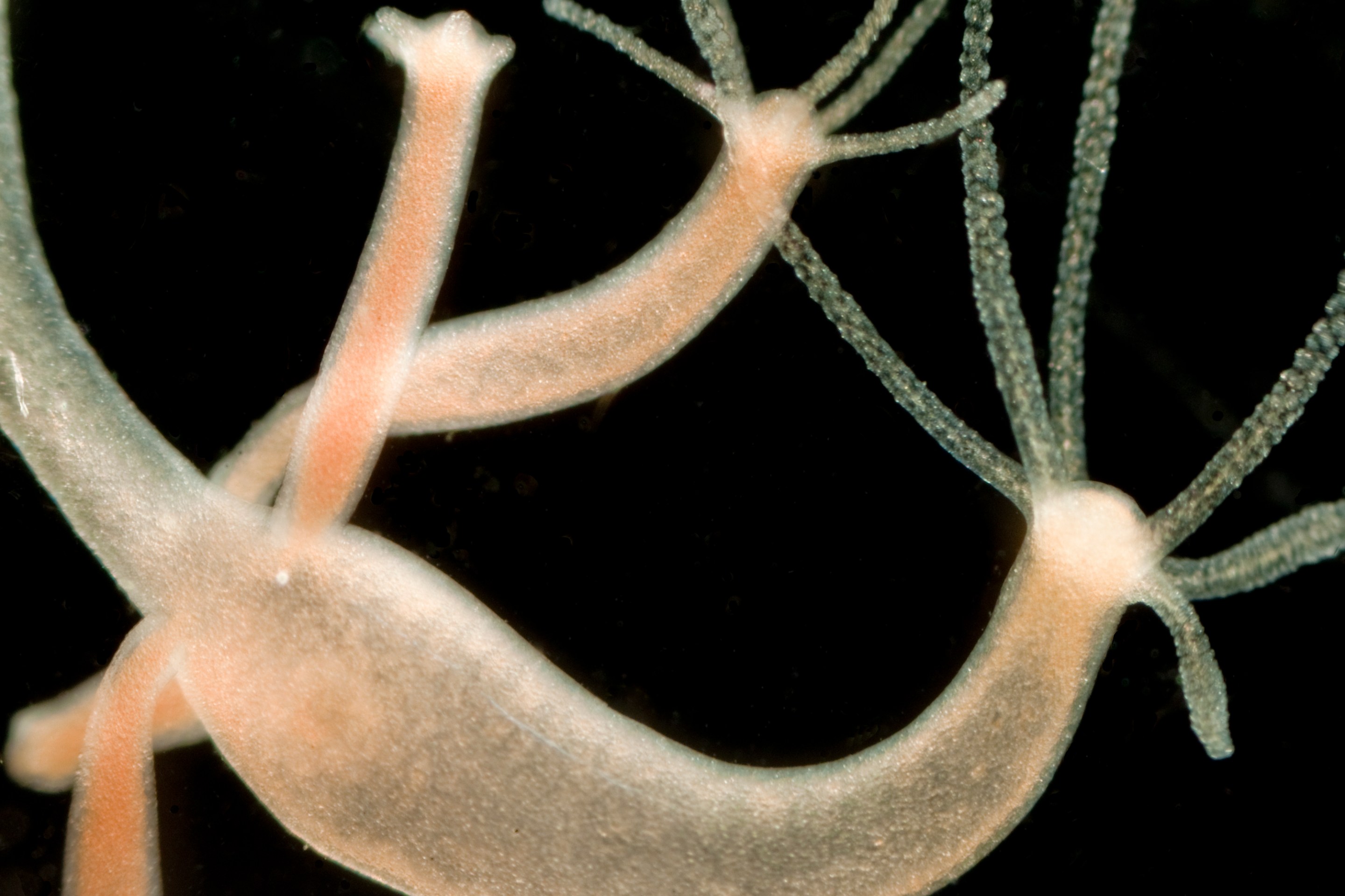 Hydra oligactis budding