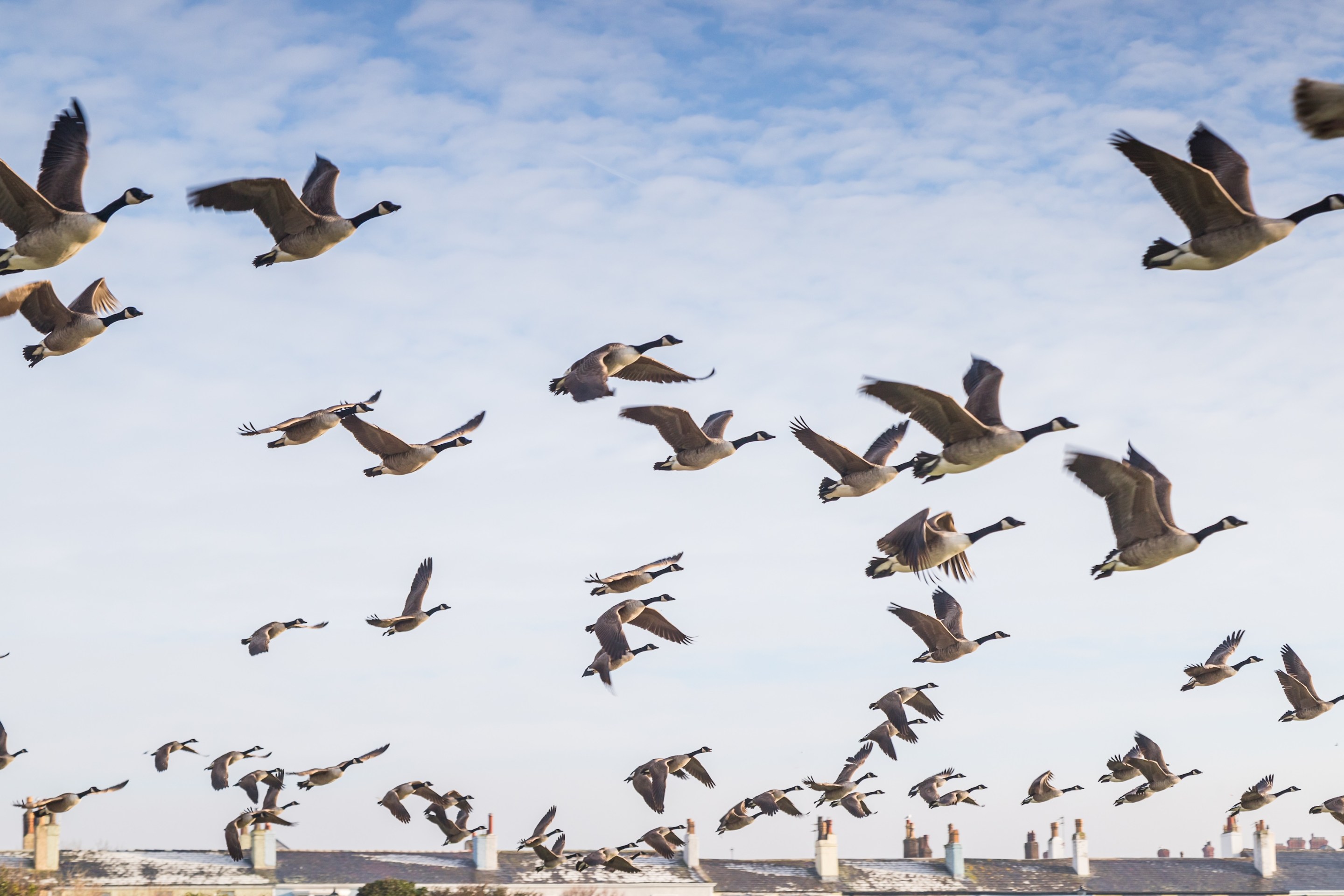 Close up of a flock of Canadian Geese taking off at Crosby near Liverpool with rooftops of seafront houses in the background.