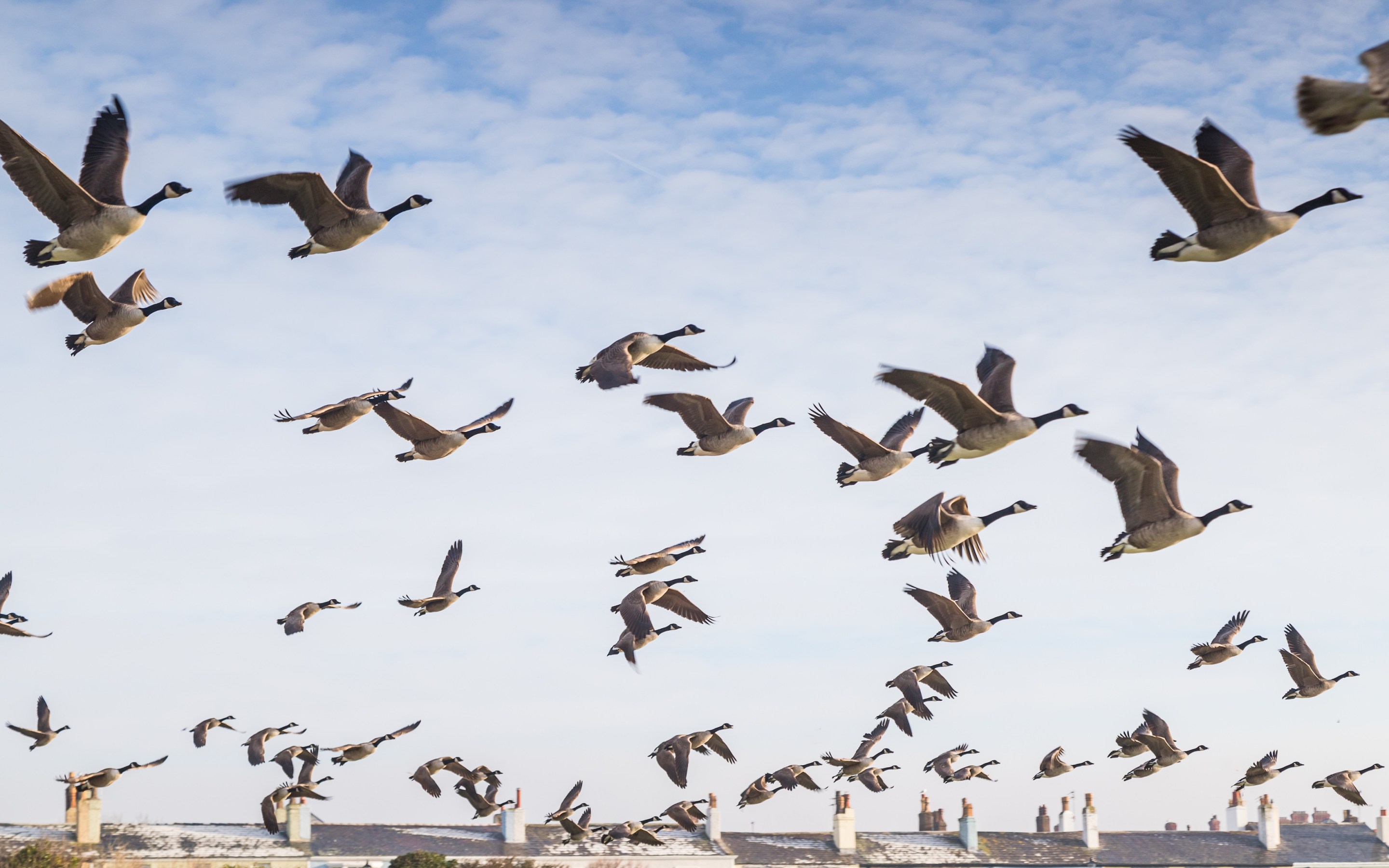Close up of a flock of Canadian Geese taking off at Crosby near Liverpool with rooftops of seafront houses in the background.