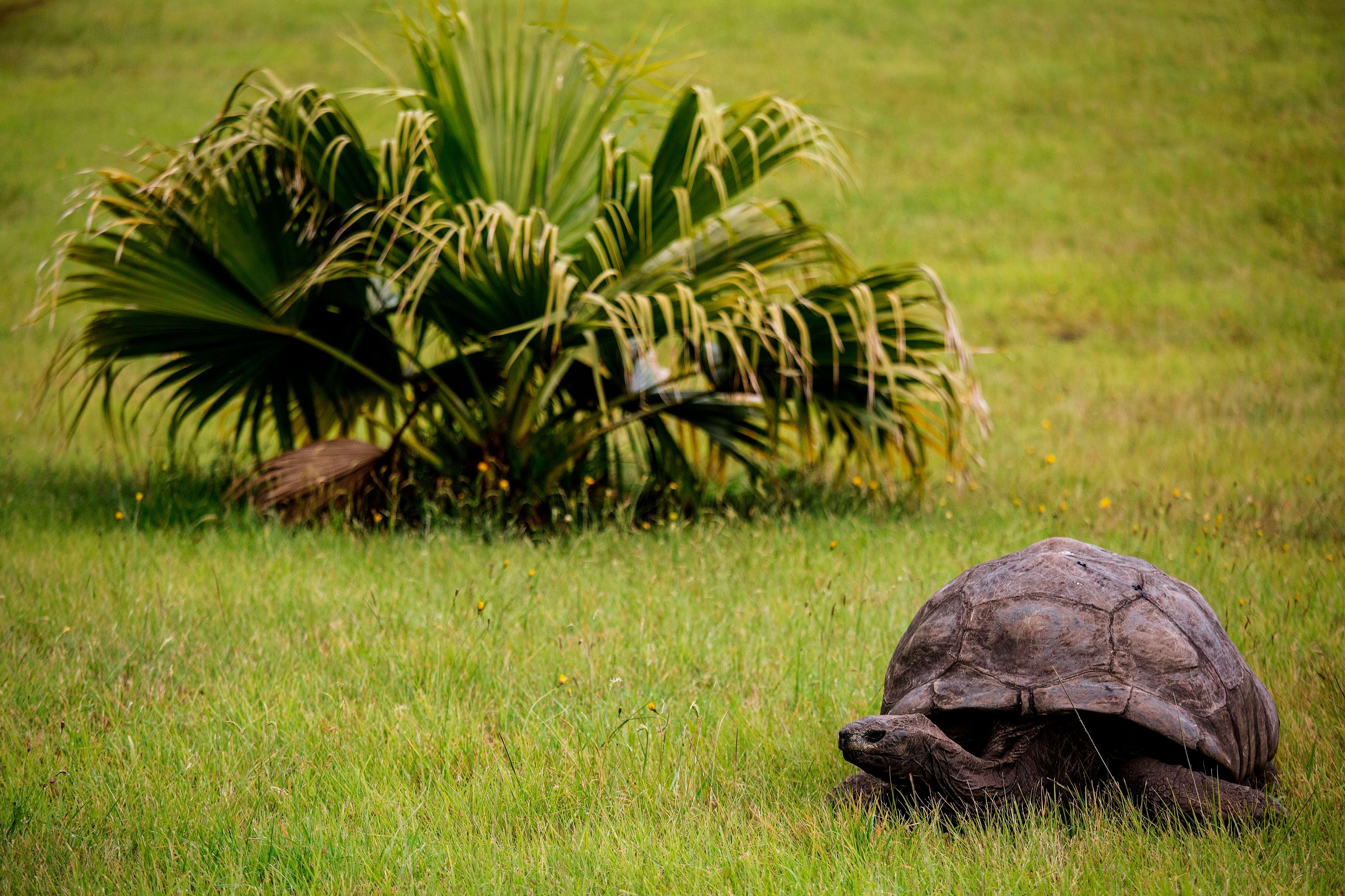 Jonathan, a Seychelles giant tortoise, believed to be the oldest reptile living on earth with and alleged age of 185 years, crawls through the lawn of the Plantation House, the United Kingdom Governor official residence on October 20, 2017