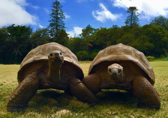 Turtle Run Icon The Secret To Living 194 Years Is Being A Turtle | Defector