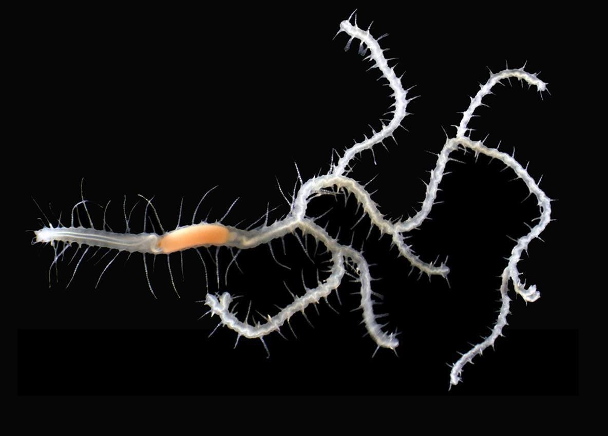 Newly discovered branching worm, Ramisyllis kingghidorahi, named after Godzilla's nemesis. Its head is at the left