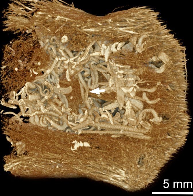 Cutting-edge 3D X-ray imaging techniques allowed researchers to create cross-sectional images of the sponge Crateromorpha without damaging this unique museum specimen, which was collected in 1914 from Sagami Bay, Japan. The image shows details of the longitudinal section, with the sponges’ stem internal space occupied by a branching worm from the newly identified Cladosyllis genus. The white arrow points at the worm which lived inside its host sponge.E