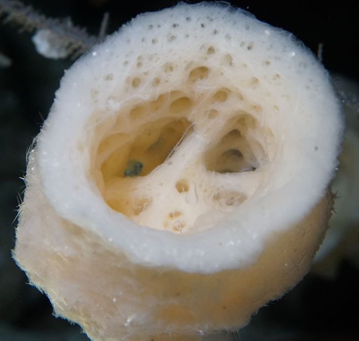 One of the many types of sponges that have been found to act as hosts to branching worms. This one is called Crateromorpha meyeri and it is a deep-sea, glass sponge found in Okinawa, Japan. In this close up of its main opening it is possible to see semi-transparent threads: an example that the newly identified genus of branching worm, Cladosyllis, is living inside.