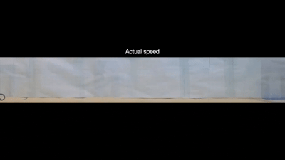 Dwarf Reed Snake Exhibits Unique Rolling Behavior